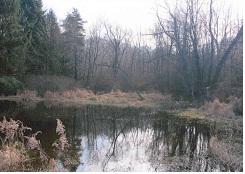 Dead Trees Near Still Water
